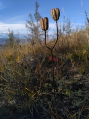 Lilium pumilum