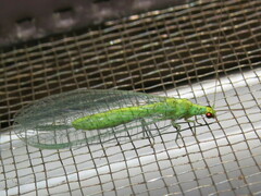 Apertochrysa edwardsi