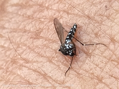Aedes albopictus