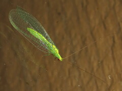 Apertochrysa edwardsi