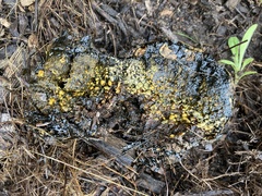 Pisolithus