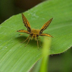 Parnara amalia