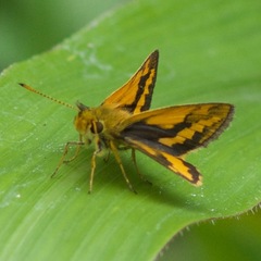 Parnara amalia