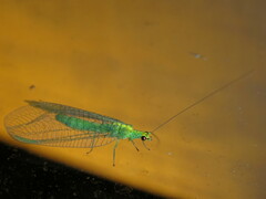 Apertochrysa edwardsi