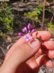 Boronia fastigiata