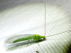 Apertochrysa edwardsi