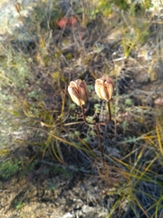 Lilium pumilum