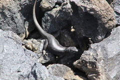 Liolaemus scorialis