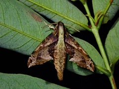 Eupanacra variegata