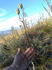 Lilium pumilum