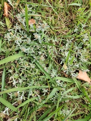 Gamochaeta calviceps