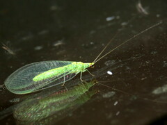 Apertochrysa edwardsi