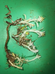 Gamochaeta calviceps