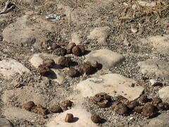 Camelus dromedarius