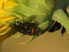 Cochliomyia