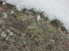 Rhizoplaca chrysoleuca