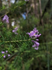 Comesperma ericinum