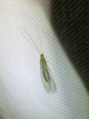 Apertochrysa edwardsi