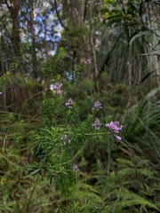 Comesperma ericinum