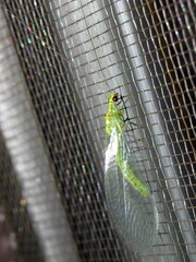 Apertochrysa edwardsi