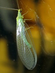 Apertochrysa edwardsi