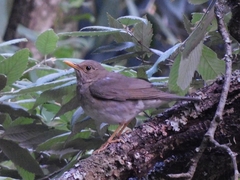 Turdus unicolor