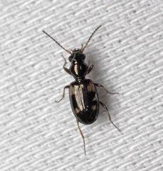Bembidion quadrimaculatum