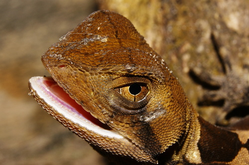 Leech's Fathead Anole