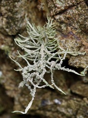 Roccella gracilis