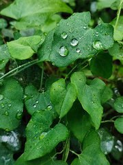 Aristolochia baetica