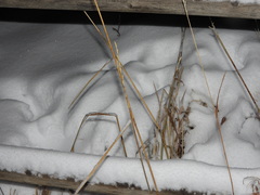 Thinopyrum intermedium