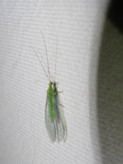 Apertochrysa edwardsi