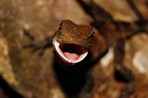 Leeh's Fathead Anole, Enyalius leechii