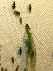 Apertochrysa edwardsi