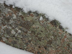 Rhizoplaca chrysoleuca