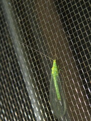 Apertochrysa edwardsi