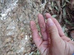 Melinis minutiflora