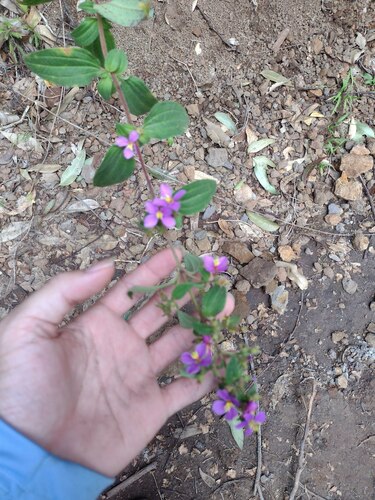 Chaetogastra herbacea observed 2022-12-28