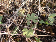 Geranium bicknellii