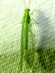 Apertochrysa edwardsi