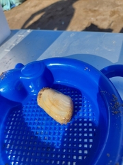 Amarilladesma mactroides