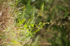 Erechtites valerianifolius