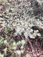 Fremontodendron