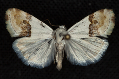 Ponometia elegantula