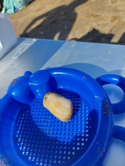 Amarilladesma mactroides