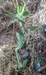 Heterotheca inuloides