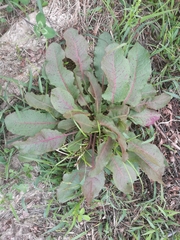 Rumex obtusifolius obtusifolius