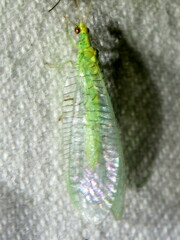 Apertochrysa edwardsi