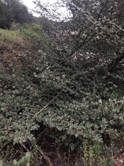 Fremontodendron