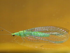 Apertochrysa edwardsi